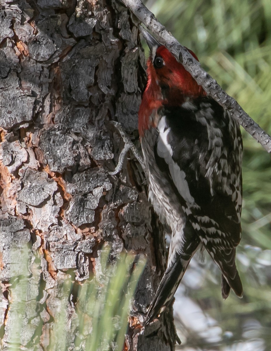 Red-breasted Sapsucker - ML619431137