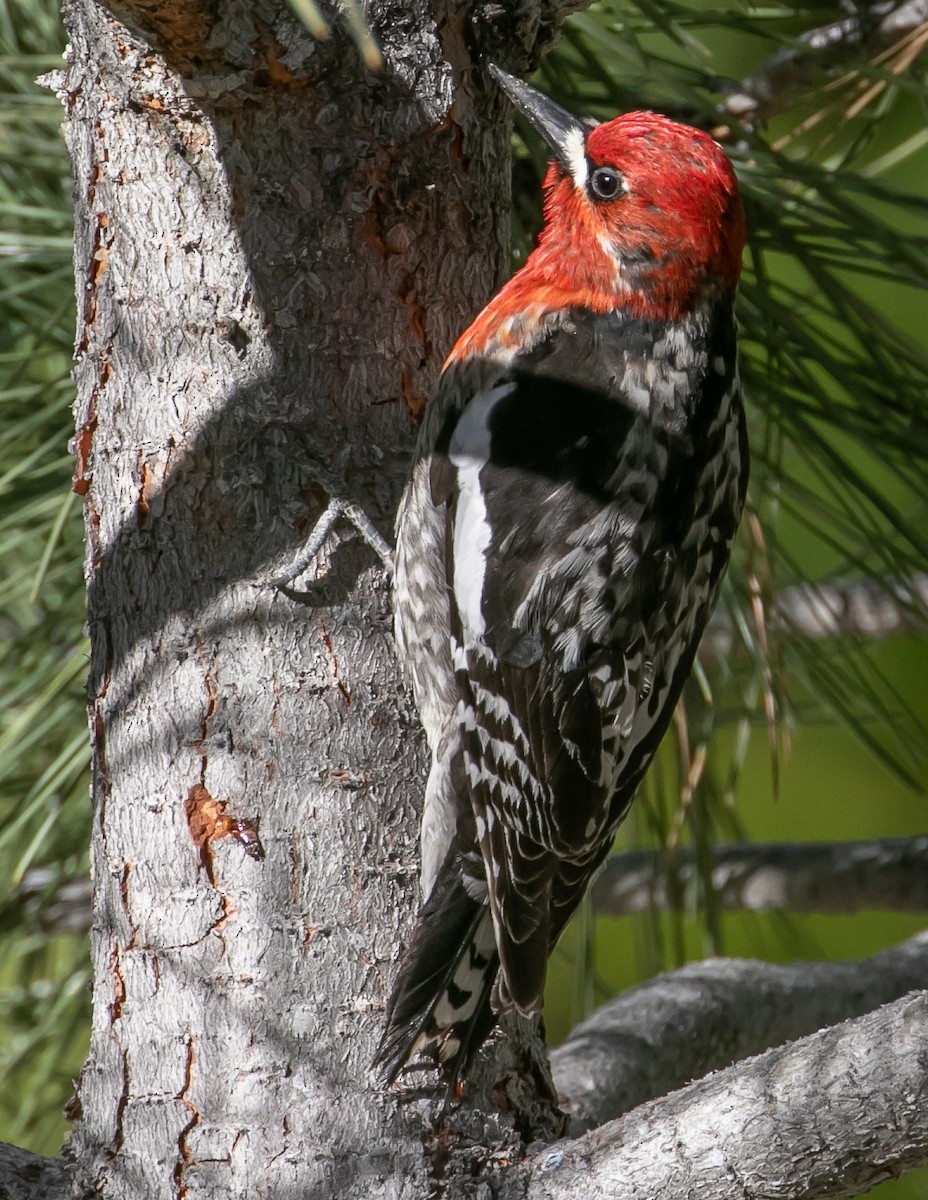 Red-breasted Sapsucker - ML619431138