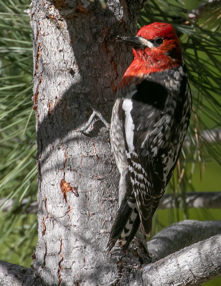 Red-breasted Sapsucker - ML619431139