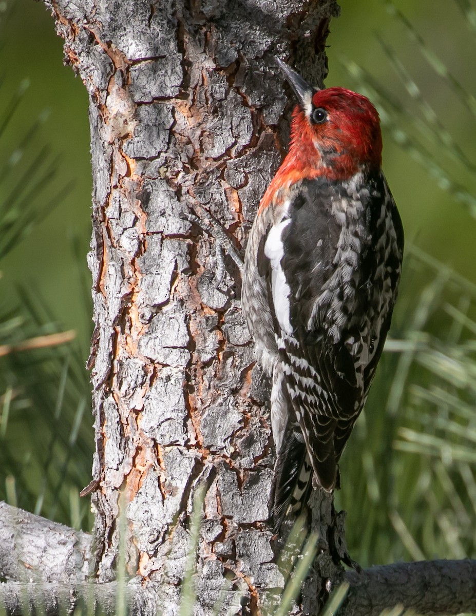 Red-breasted Sapsucker - ML619431140
