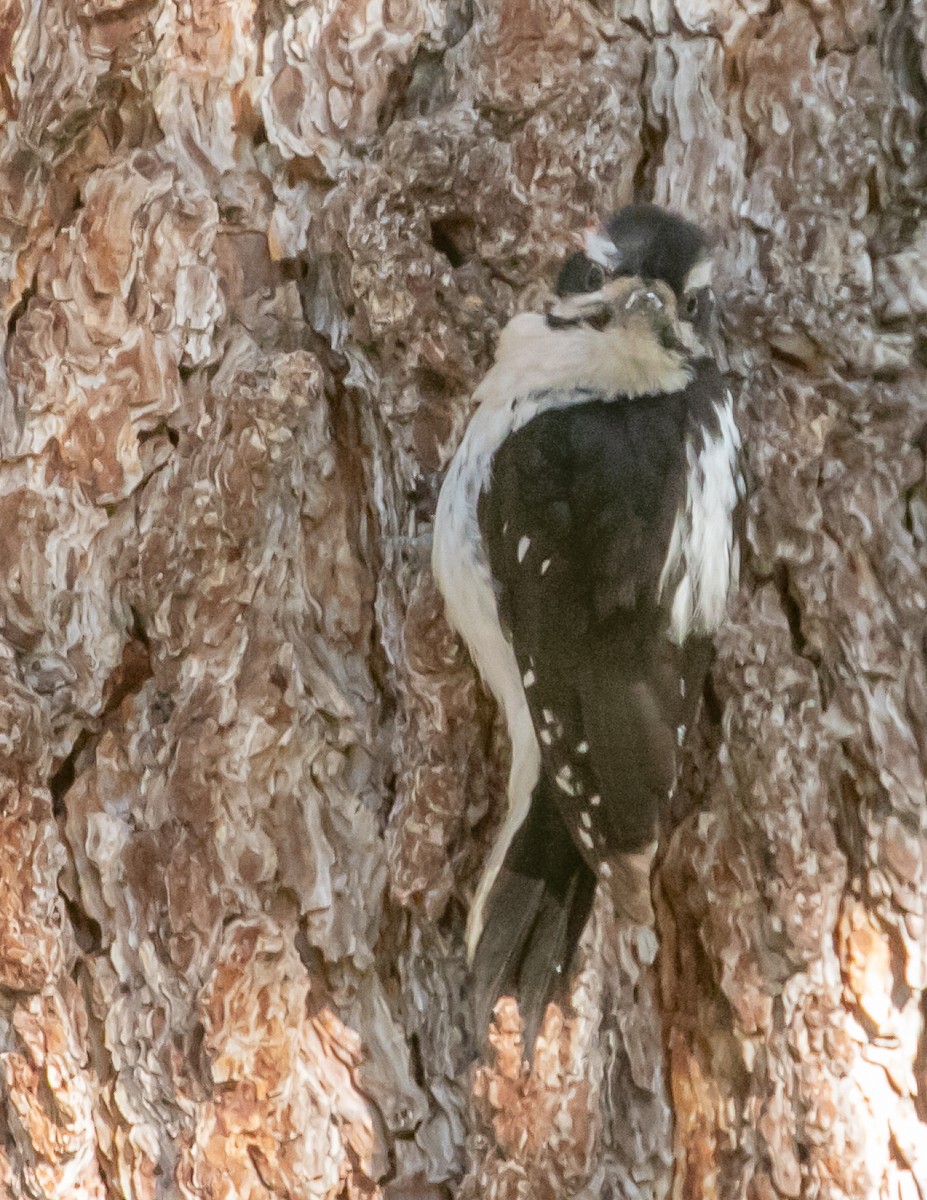 Hairy Woodpecker - ML619431155