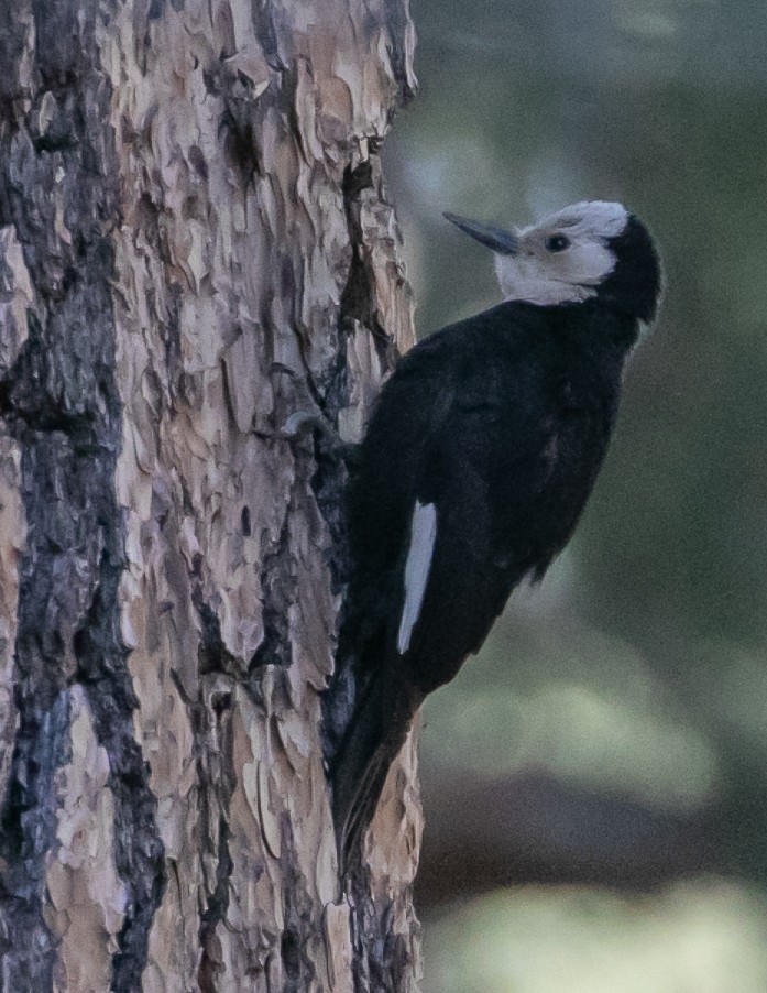 White-headed Woodpecker - ML619431182