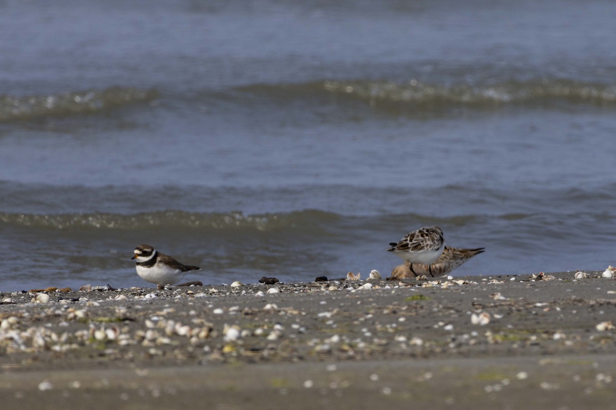 Common Ringed Plover - ML619431199
