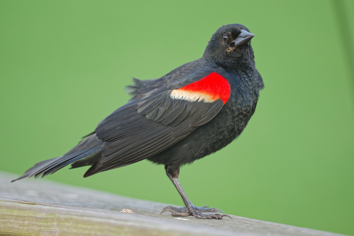 Red-winged Blackbird - ML619431226