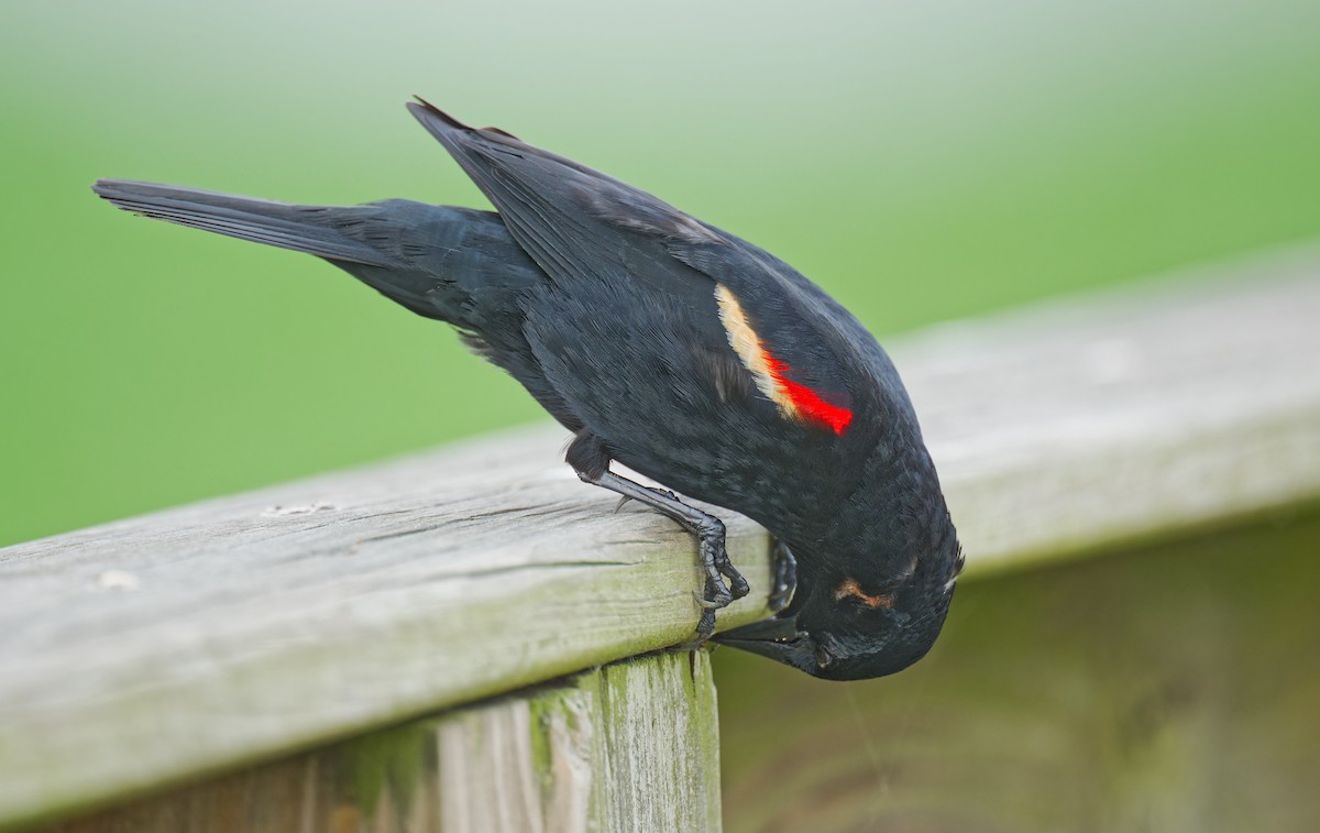 Red-winged Blackbird - ML619431227