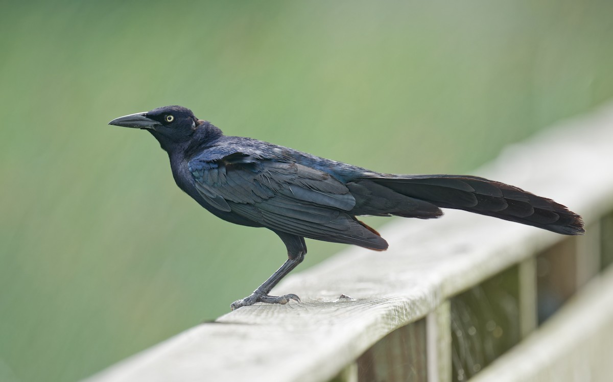 Great-tailed Grackle - ML619431233