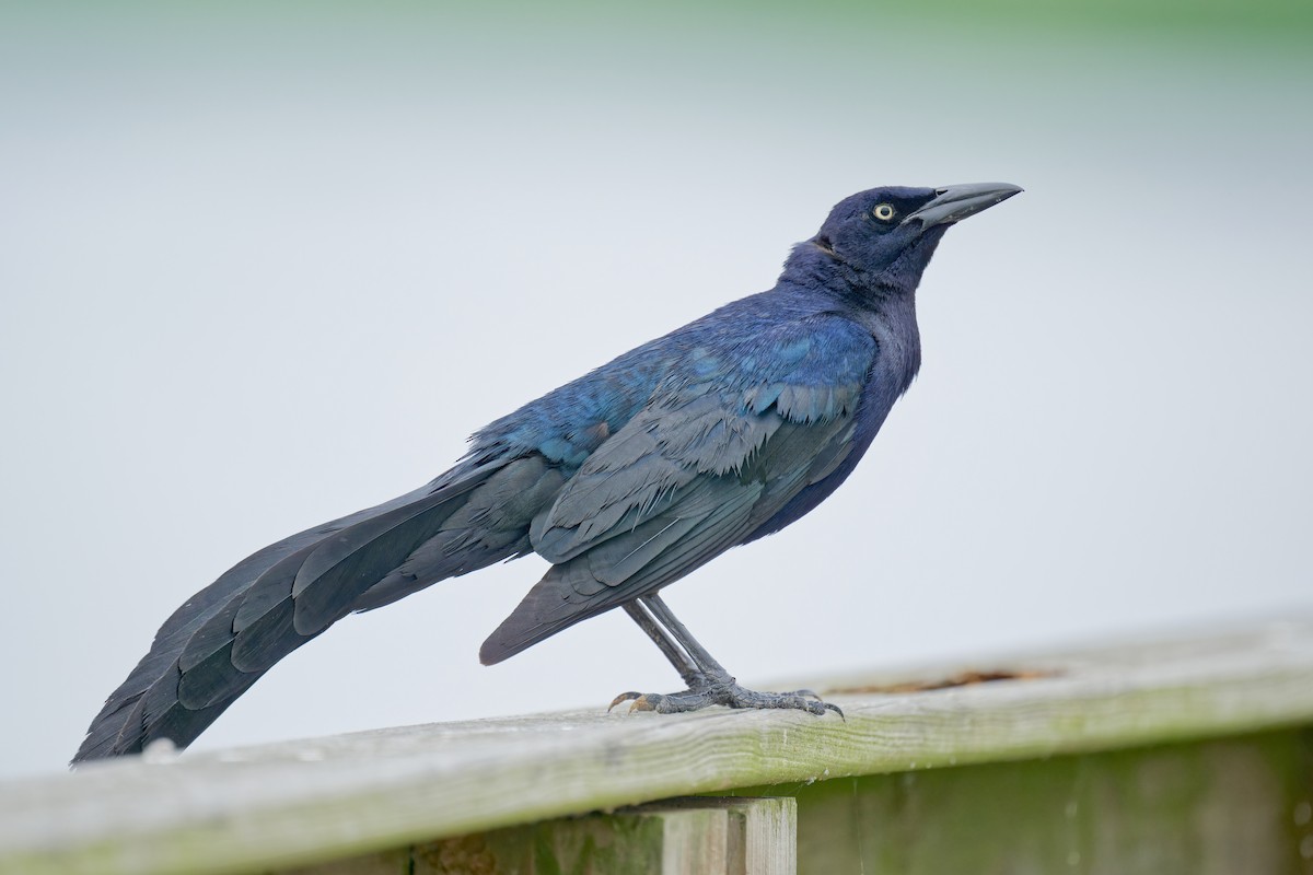 Great-tailed Grackle - ML619431234