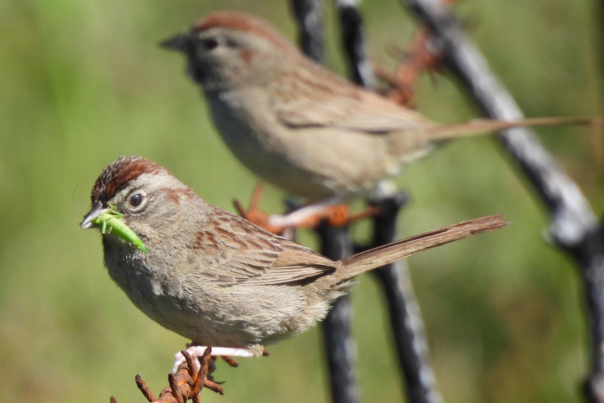 Rufous-crowned Sparrow - ML619431298