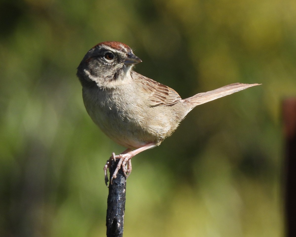 Rufous-crowned Sparrow - ML619431307