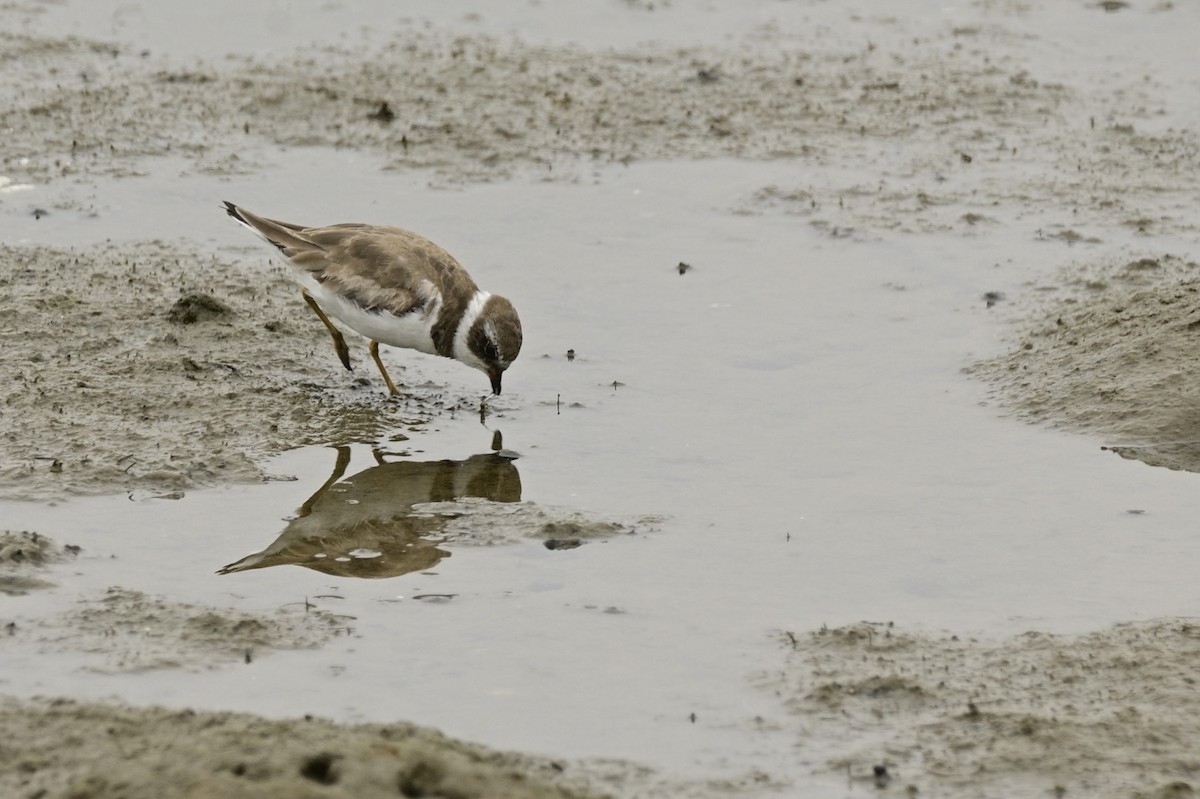 Semipalmated Plover - ML619431315