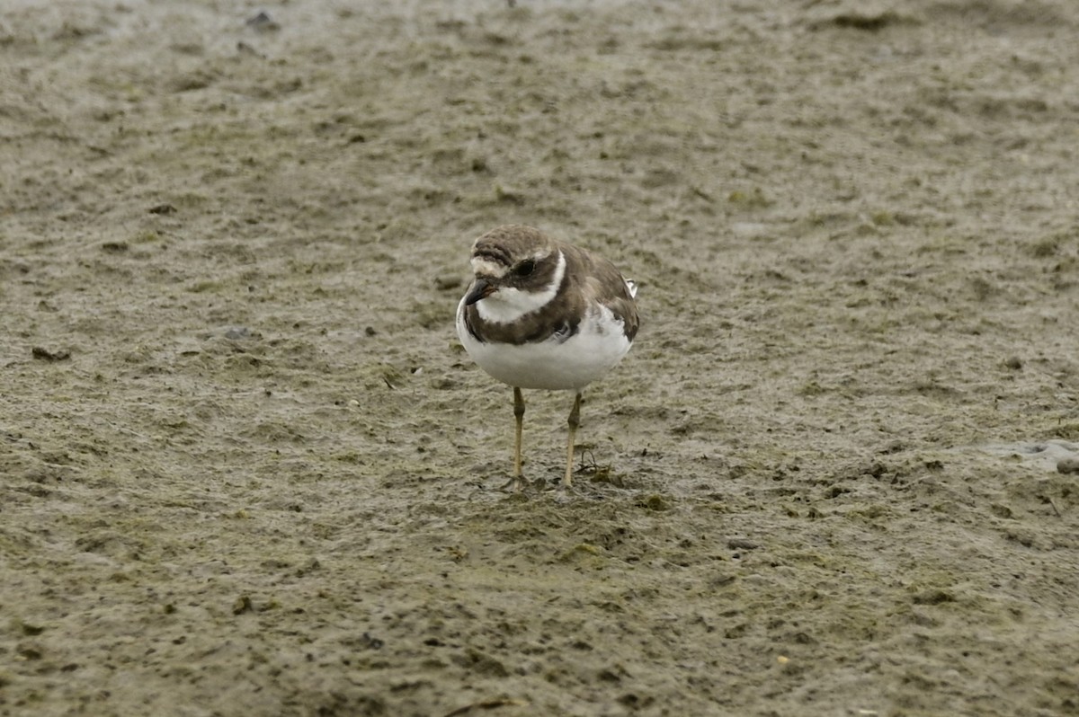 Semipalmated Plover - ML619431316