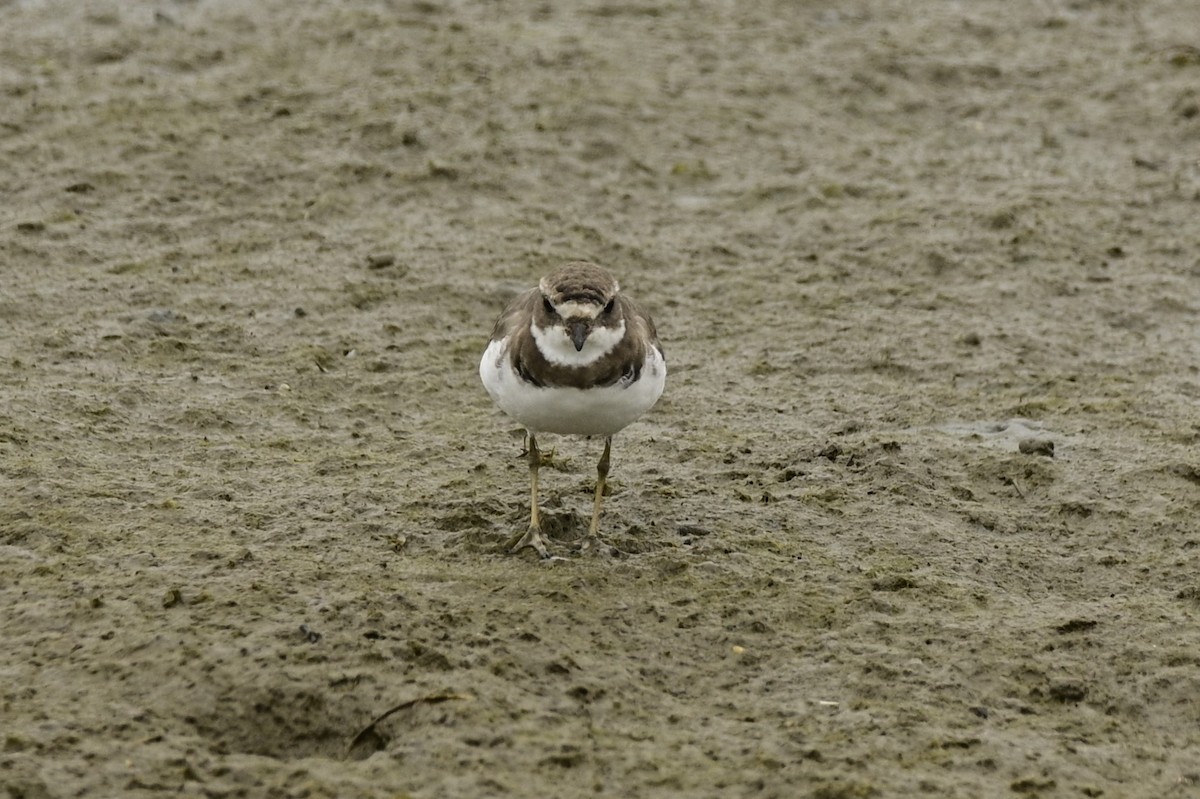 Semipalmated Plover - ML619431317