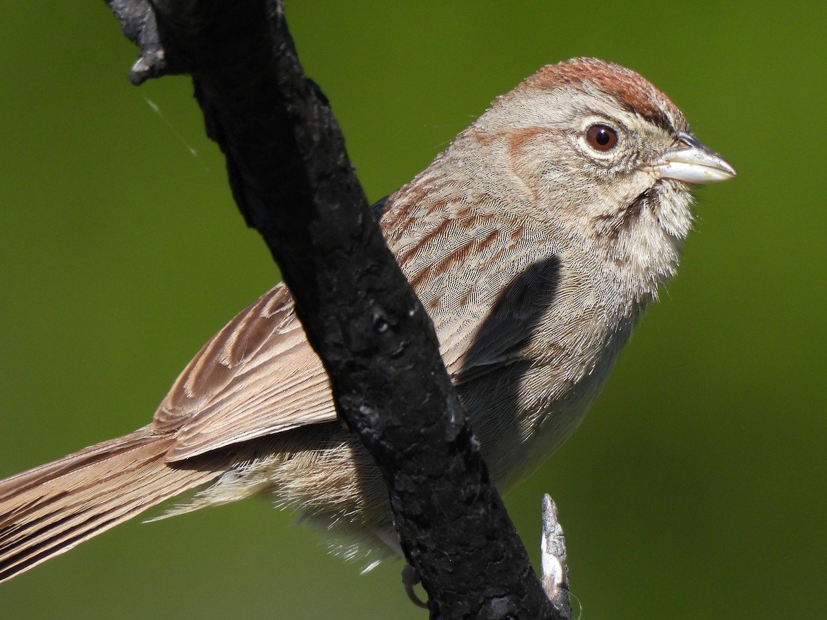 Rufous-crowned Sparrow - ML619431321