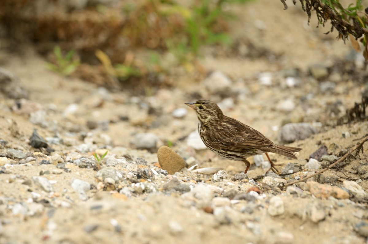 Savannah Sparrow - ML619431396
