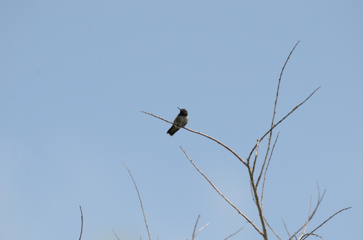 Black-chinned Hummingbird - ML619431419