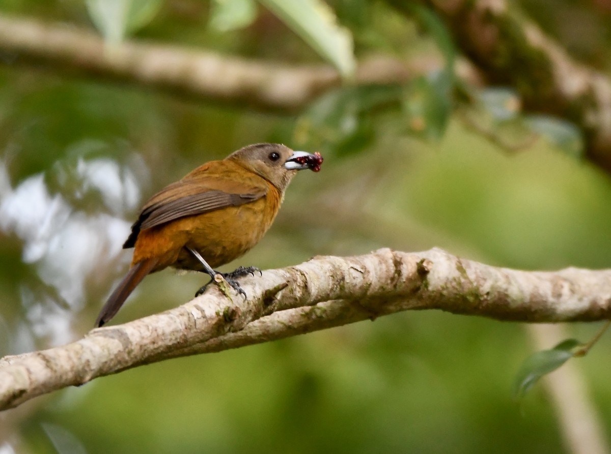 Scarlet-rumped Tanager - ML619431421