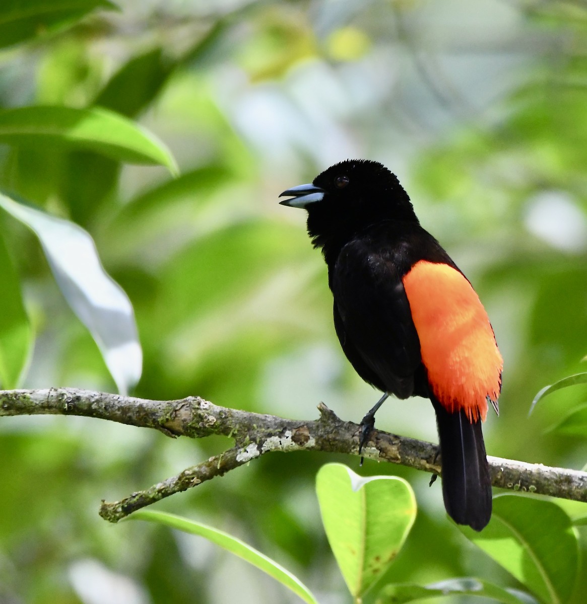 Scarlet-rumped Tanager - ML619431422