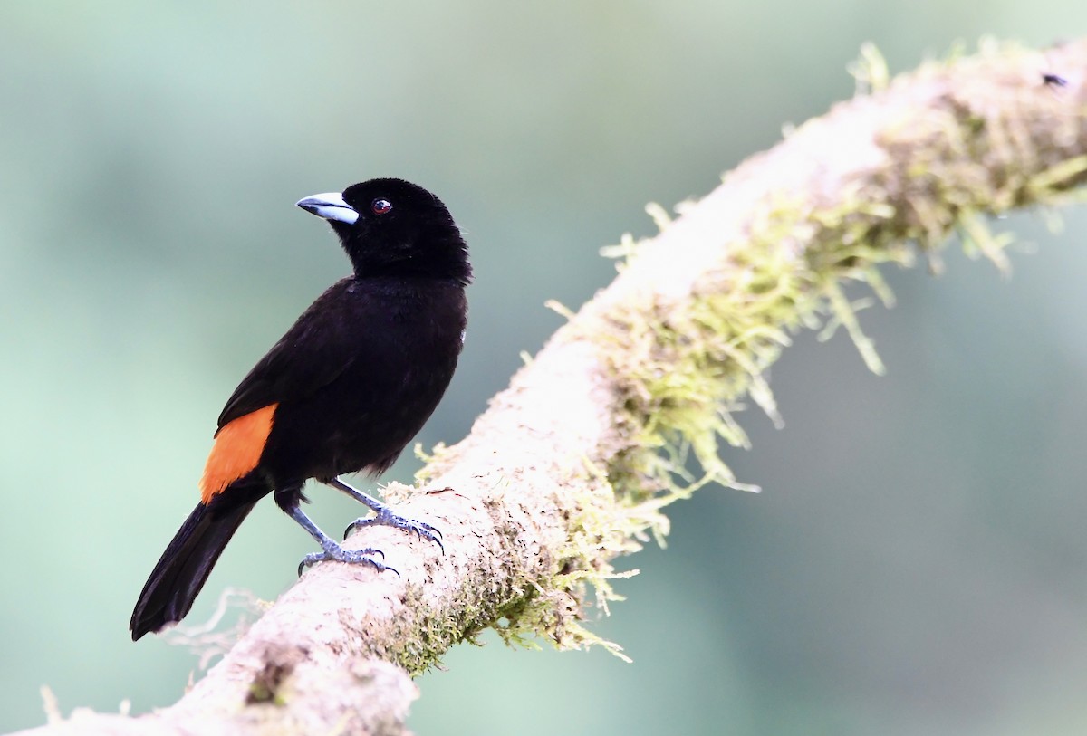 Scarlet-rumped Tanager - ML619431423