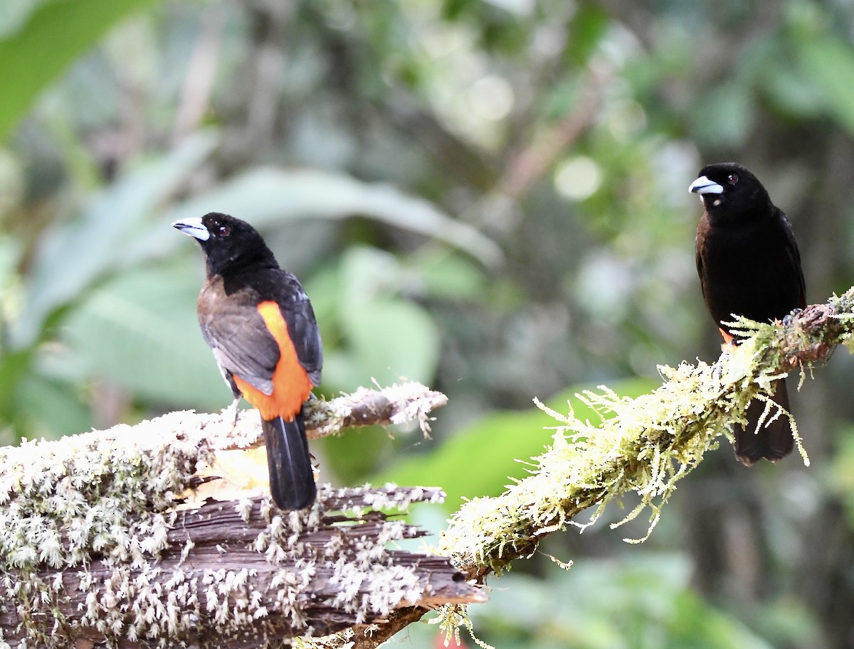 Scarlet-rumped Tanager - ML619431424