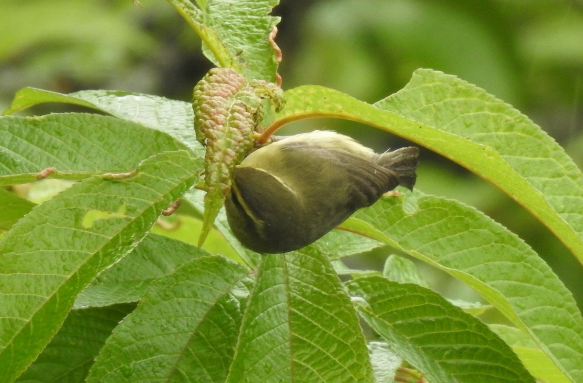 Tickell's Leaf Warbler - ML619431442