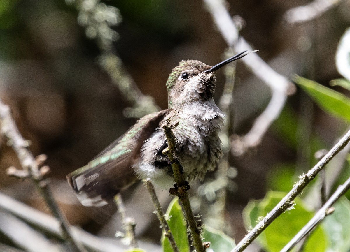 Anna's Hummingbird - ML619431445