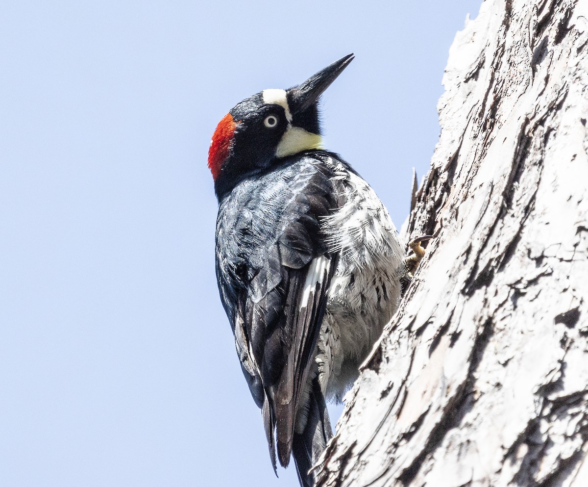 Acorn Woodpecker - ML619431468