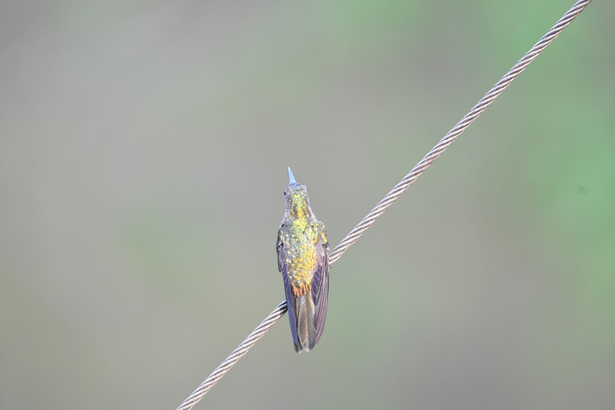 kolibřík skvrnitoprsý - ML619431485