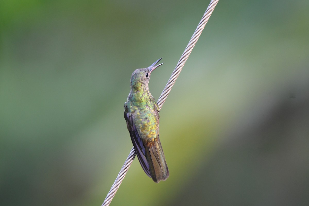 kolibřík skvrnitoprsý - ML619431486