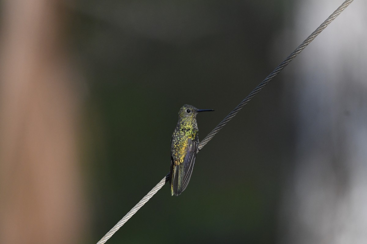kolibřík skvrnitoprsý - ML619431487