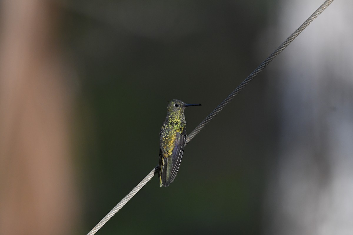 kolibřík skvrnitoprsý - ML619431488
