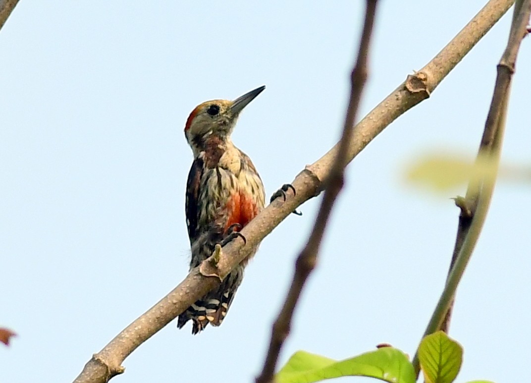 Yellow-crowned Woodpecker - ML619431521