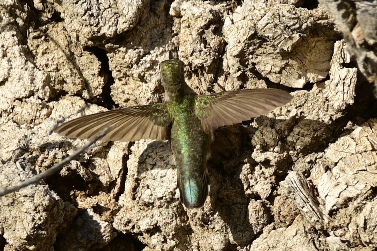 Anna's Hummingbird - ML619431529