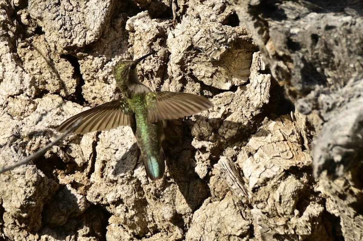 Anna's Hummingbird - ML619431530