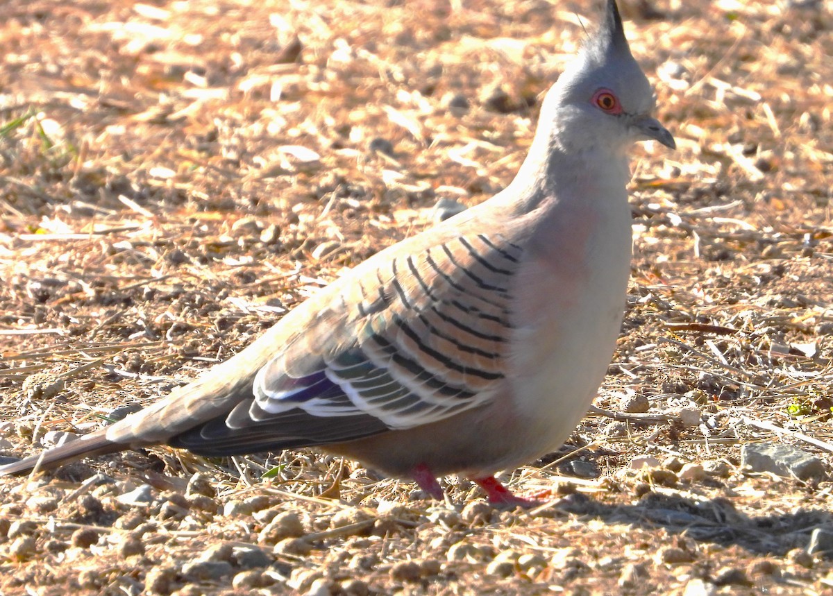 Crested Pigeon - ML619431545