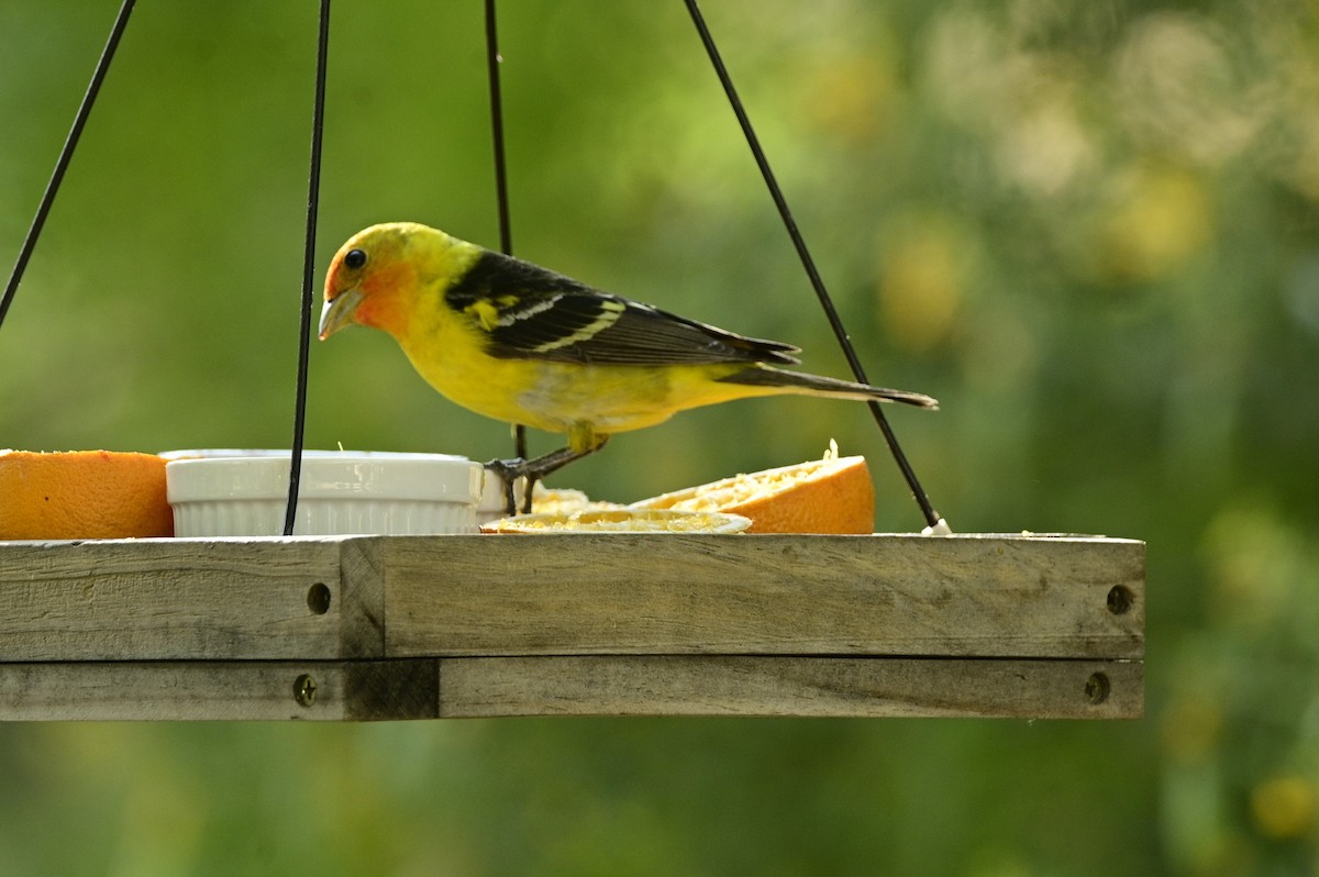 Western Tanager - ML619431554