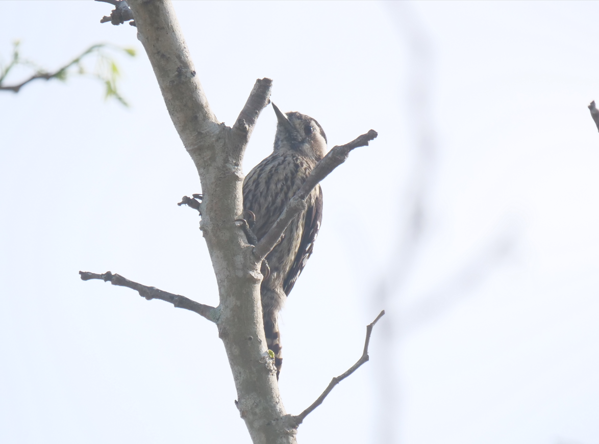 Gray-capped Pygmy Woodpecker - ML619431582