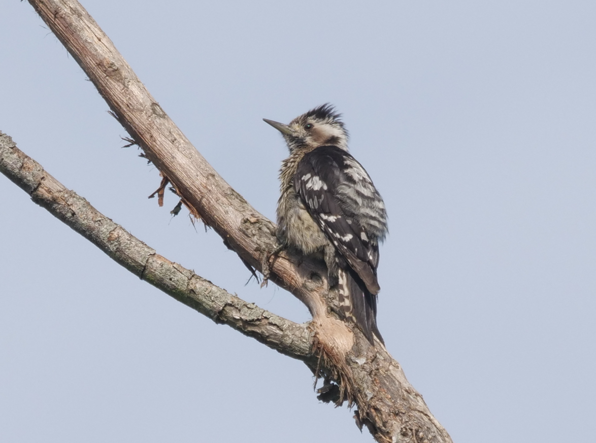 Gray-capped Pygmy Woodpecker - ML619431583