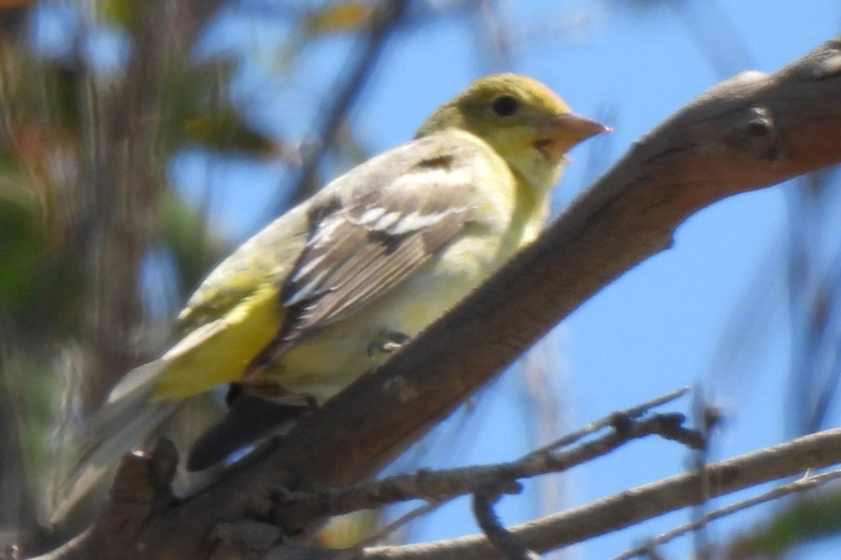 Western Tanager - ML619431587