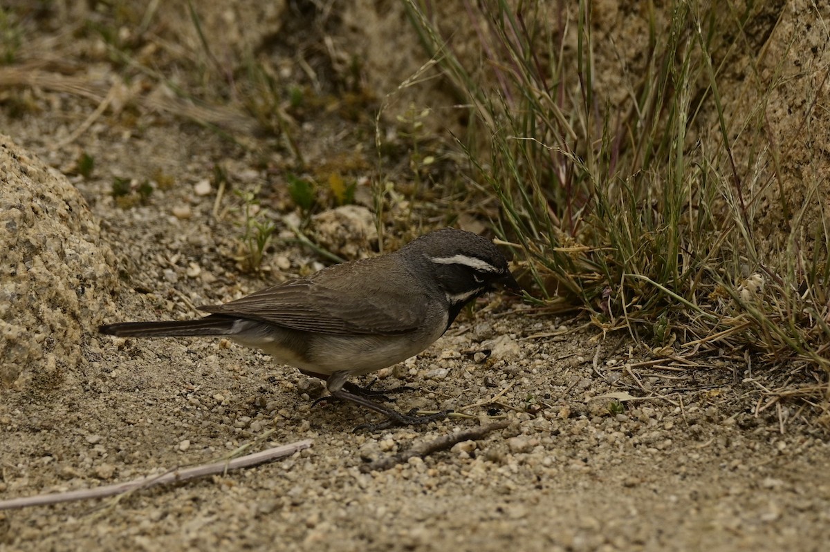 Black-throated Sparrow - ML619431612