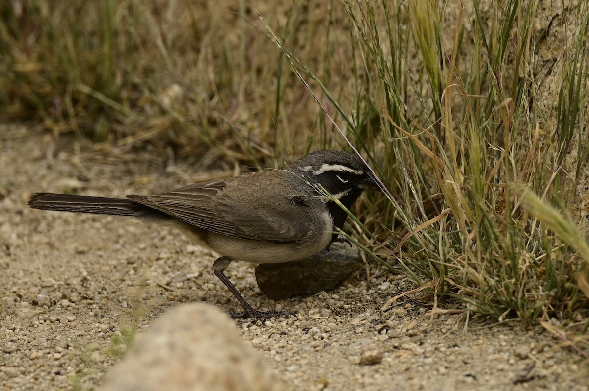 Black-throated Sparrow - ML619431613