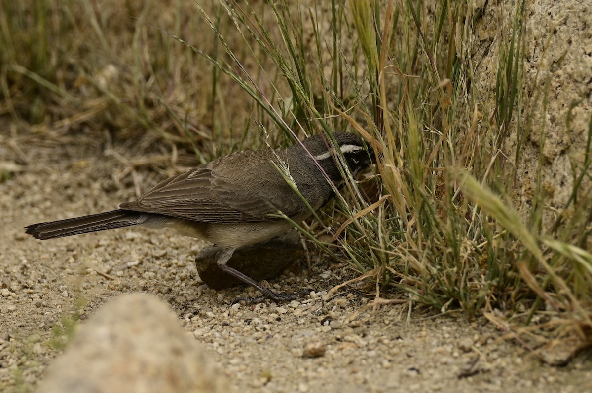 Black-throated Sparrow - ML619431615