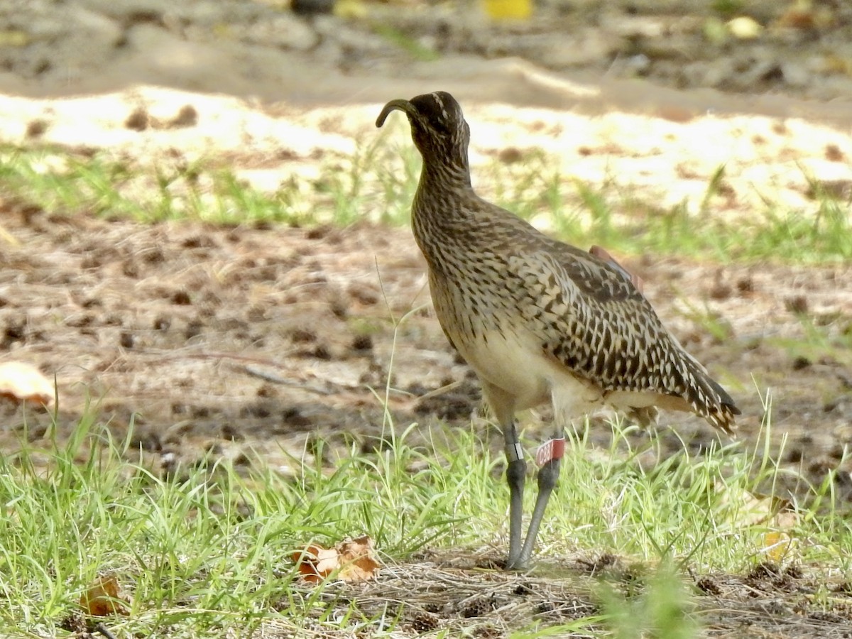 Bristle-thighed Curlew - ML619431625