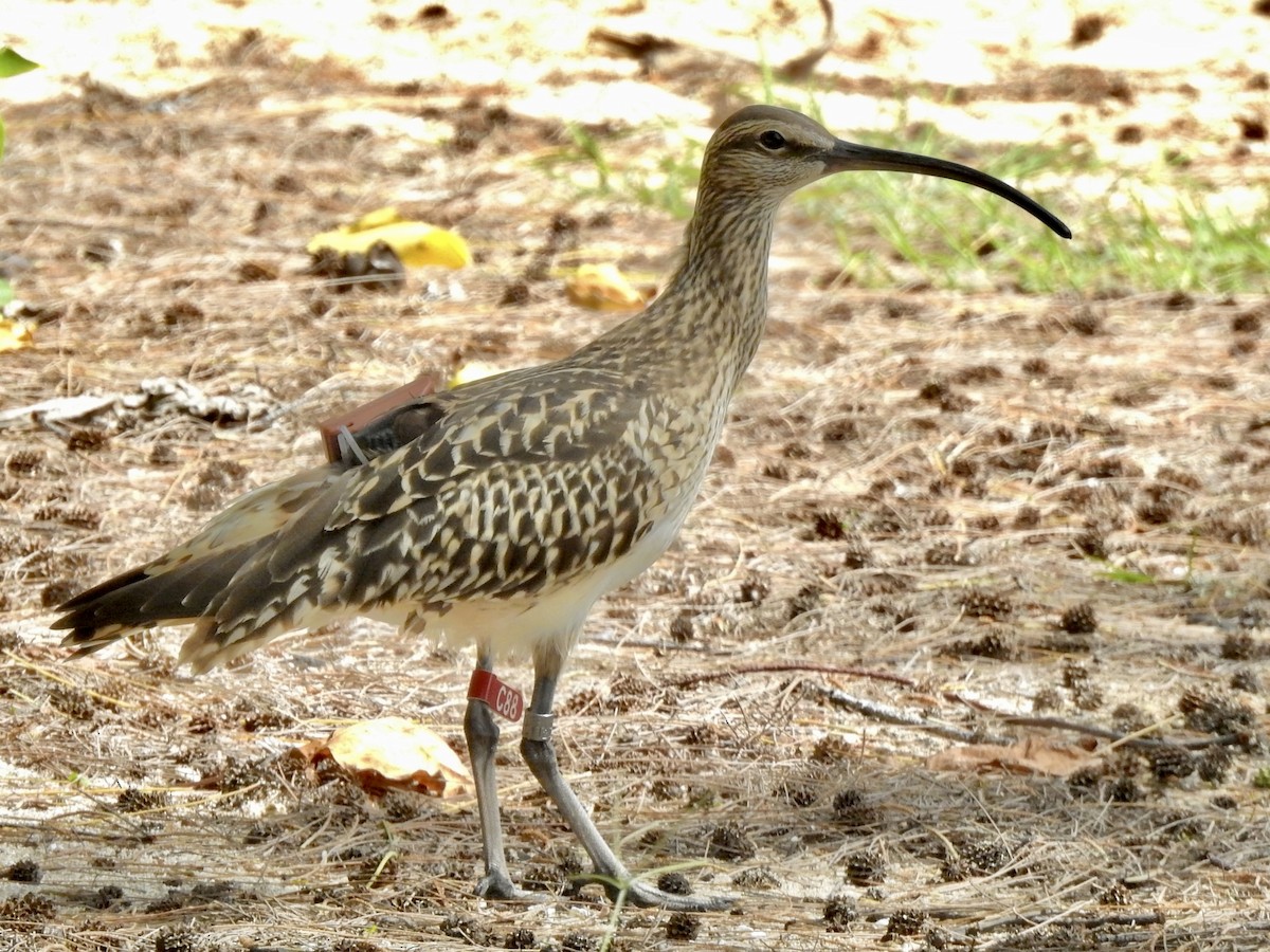 Bristle-thighed Curlew - ML619431627