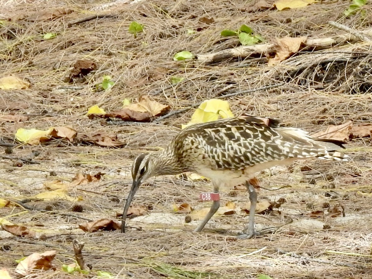 Bristle-thighed Curlew - ML619431631