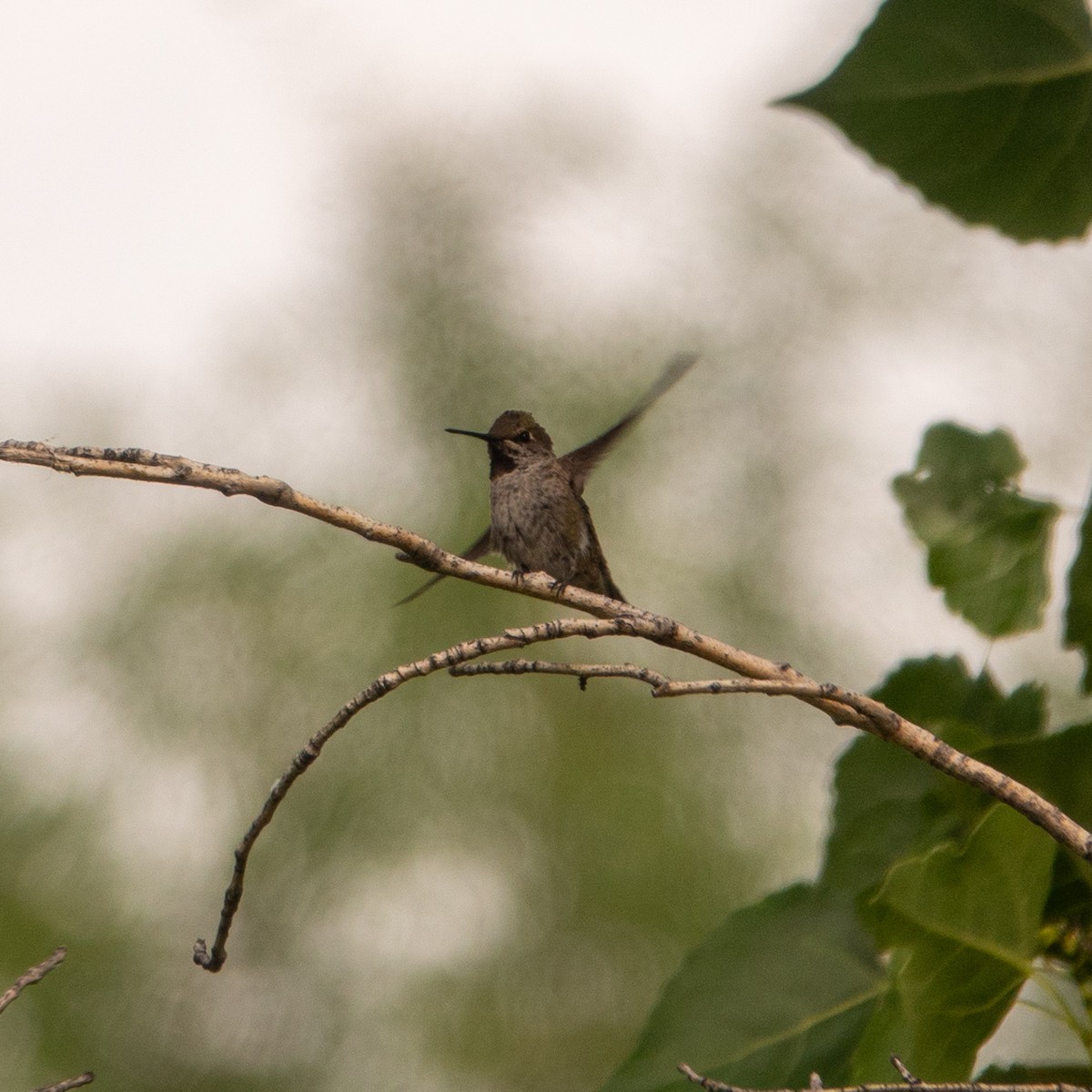 Black-chinned Hummingbird - ML619431648