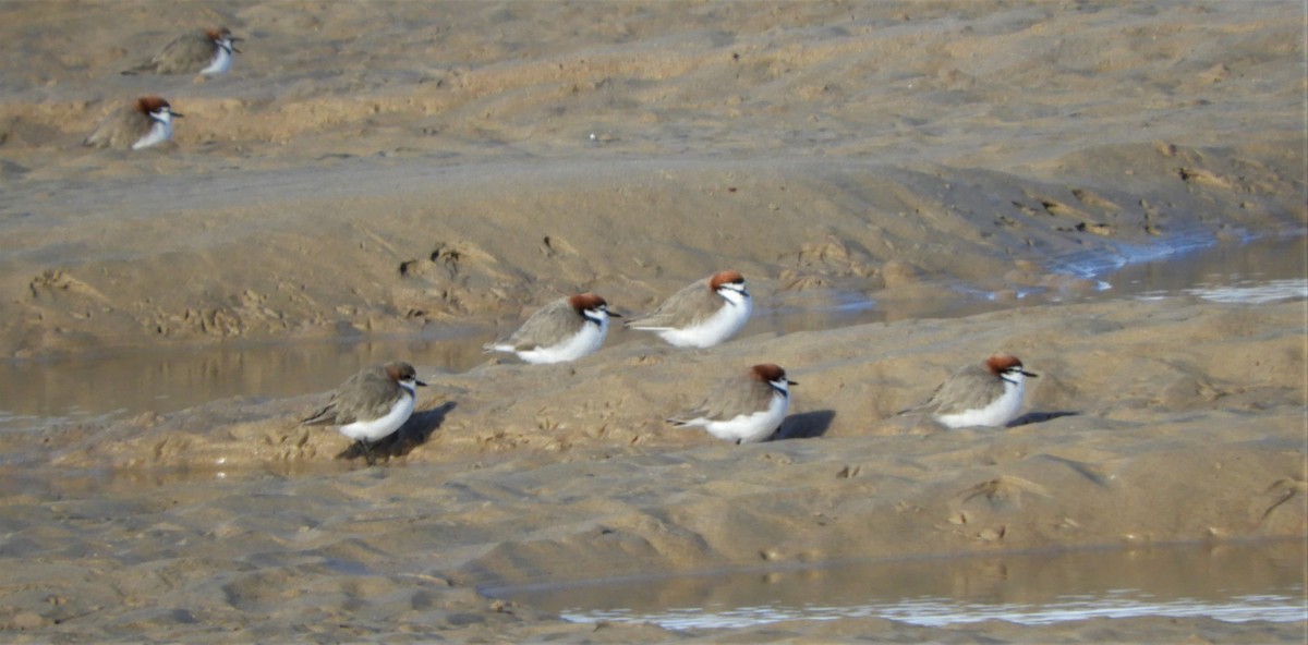 Red-capped Plover - ML619431649