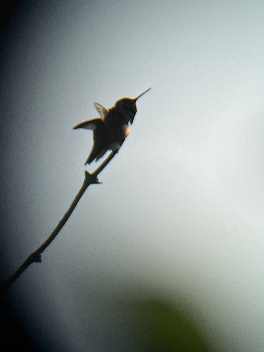 Rufous/Allen's Hummingbird - ML619431665