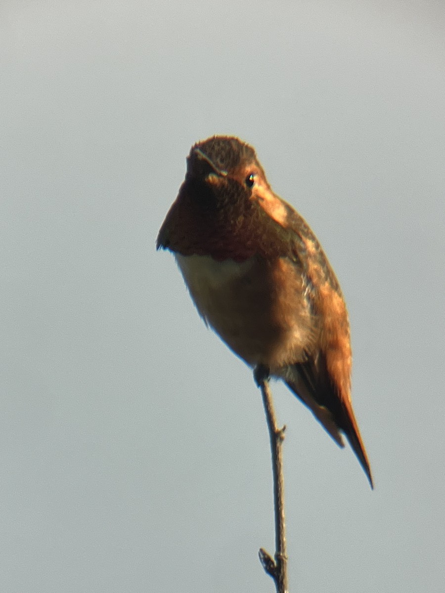 Rufous/Allen's Hummingbird - ML619431666