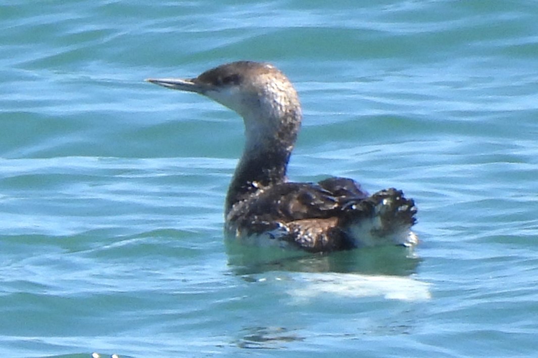 Red-throated Loon - ML619431676
