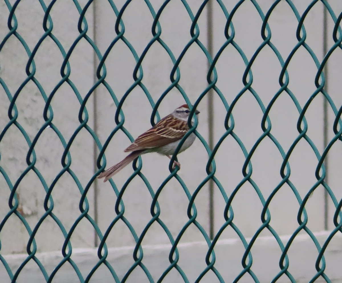 Chipping Sparrow - ML619431697